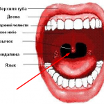 Нёбный язычок